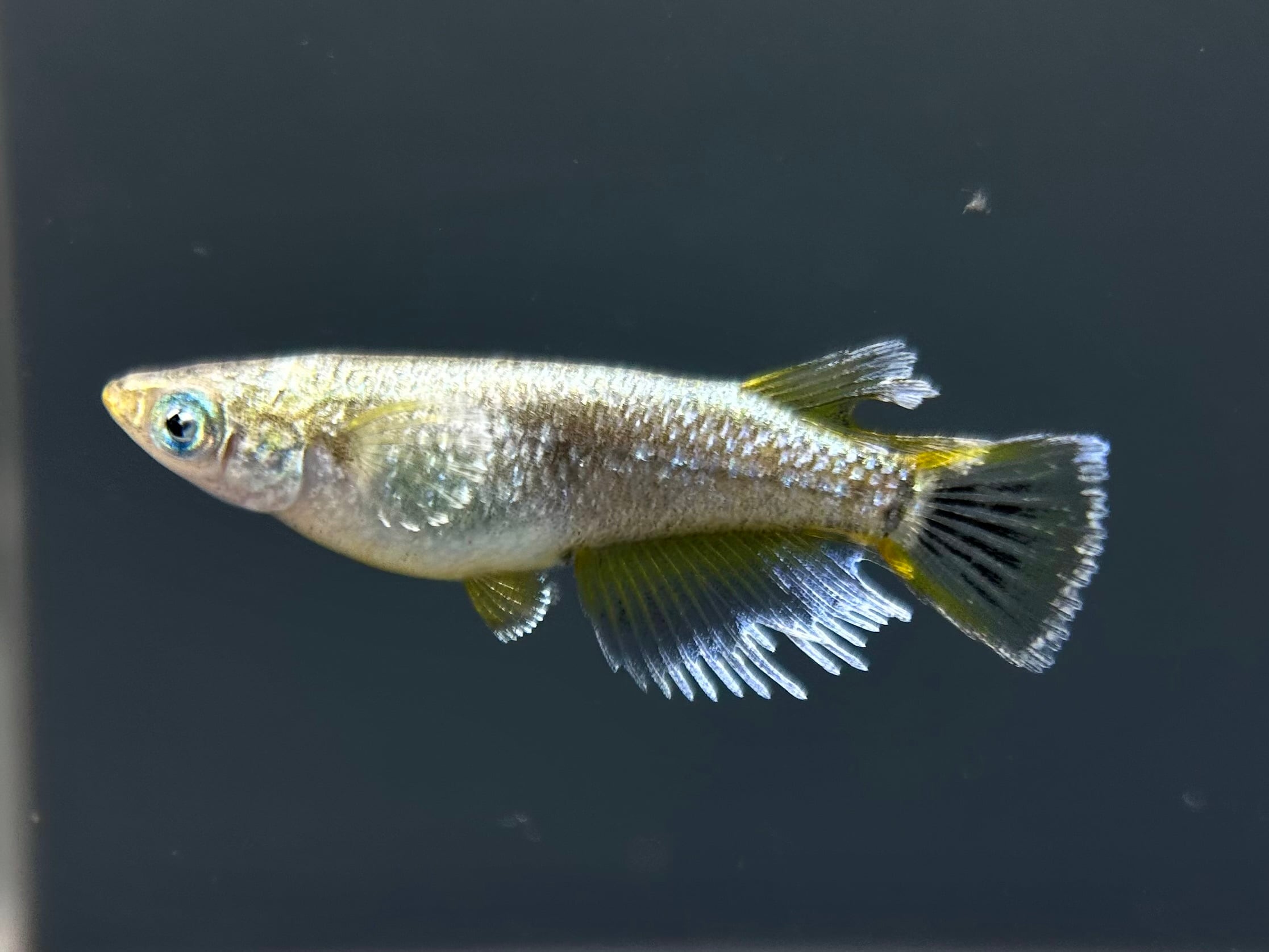 めだか屋みなみ メタルクウラ 5ペア オス1両目オス1メス2片目 
