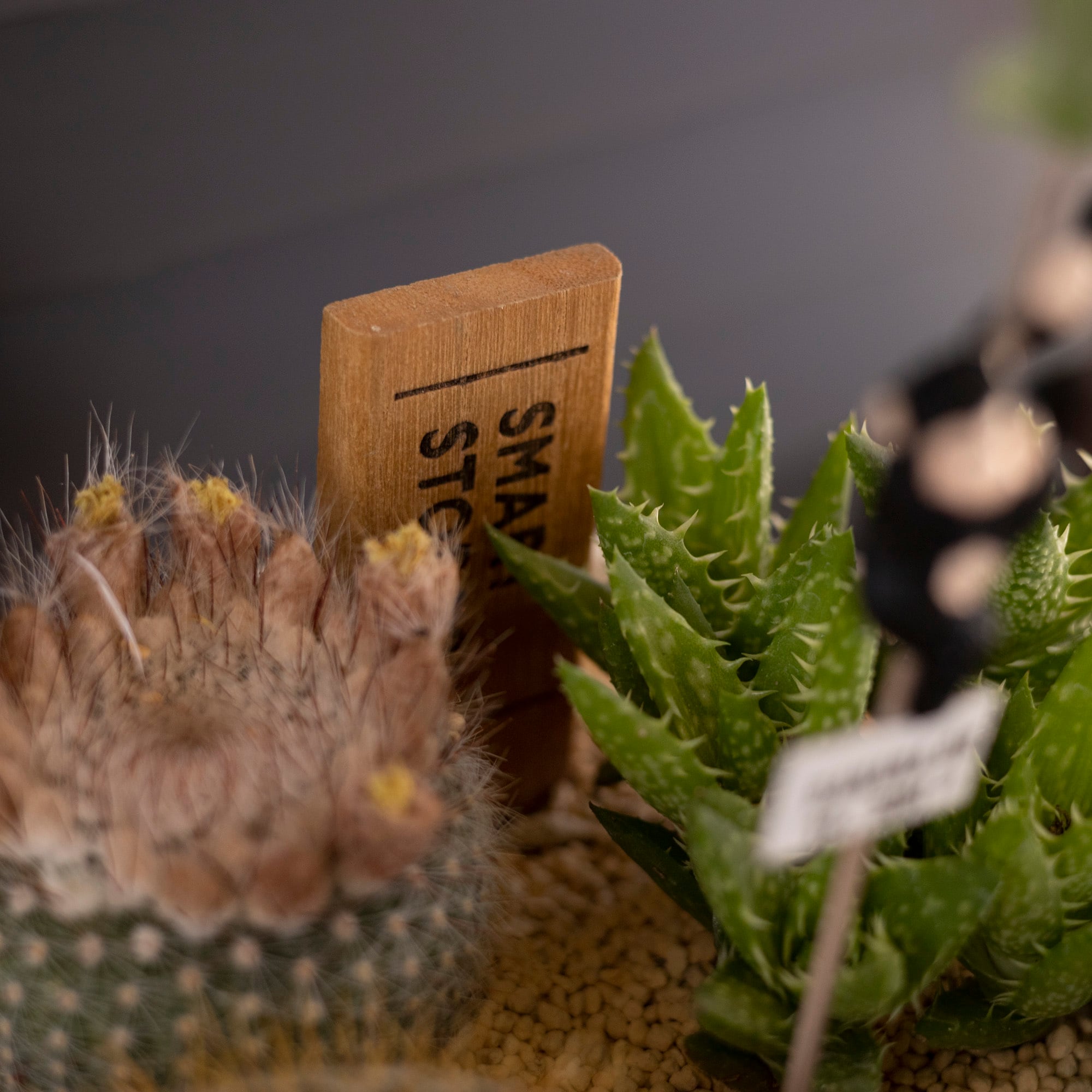 多肉植物 寄せ植え サボテン付き ea47b2f71cfb79b3f0f68f7b9de305