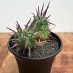 Euphorbia ferox【ユーフォルビア・フェロックス】