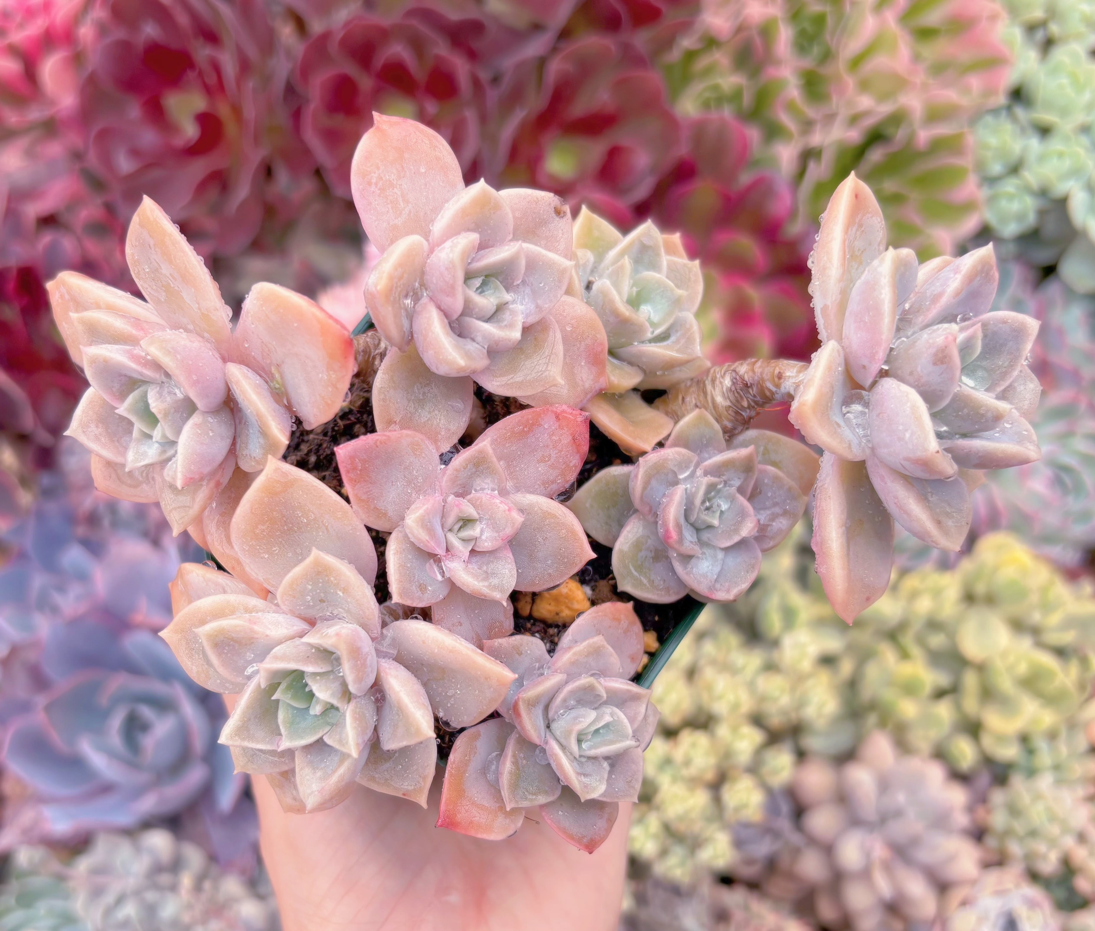 現品　ラブリーローズx白牡丹#685　るる農園