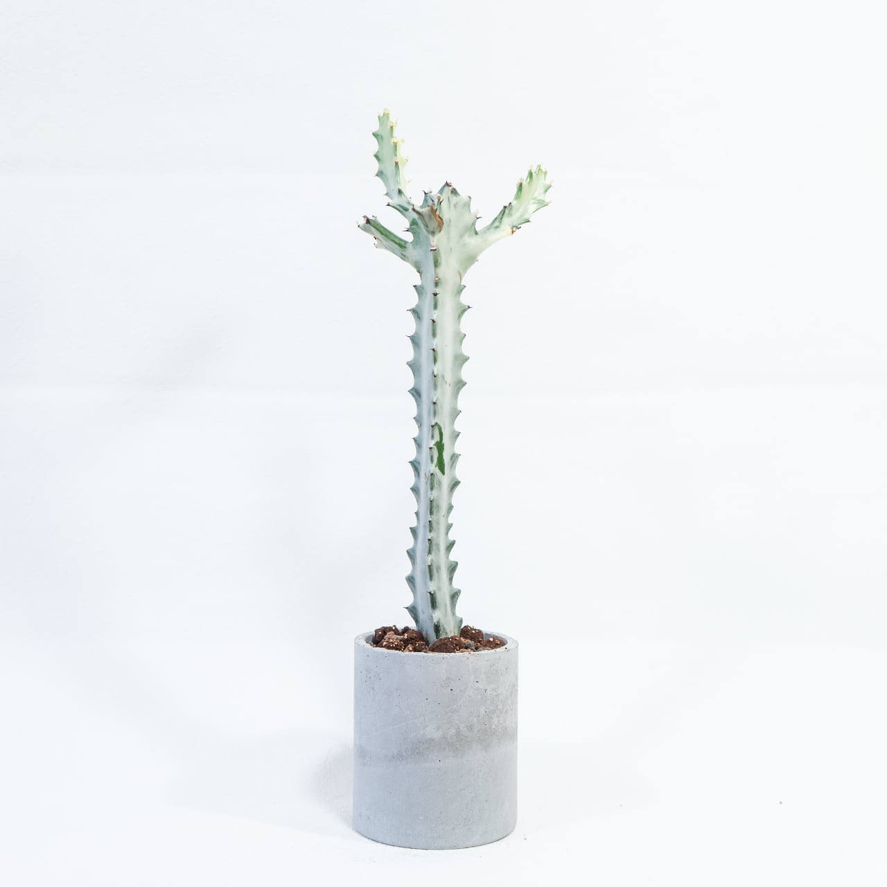 ホワイトゴースト 白肌の幹が幻想的 ザラっと質感のモルタル鉢で引き立つ個性派植物