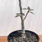 Boswellia nana【ボスウェリア・ナナ・実生】