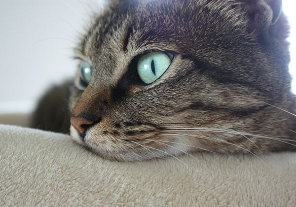 猫 ポストカード The Cat who....グリーン・アイ 10x14.8センチ(cm)官製はがきサイズ 猫写真 はがき ねこ葉書 ネコハガキ Postcard アイとちび アイシス