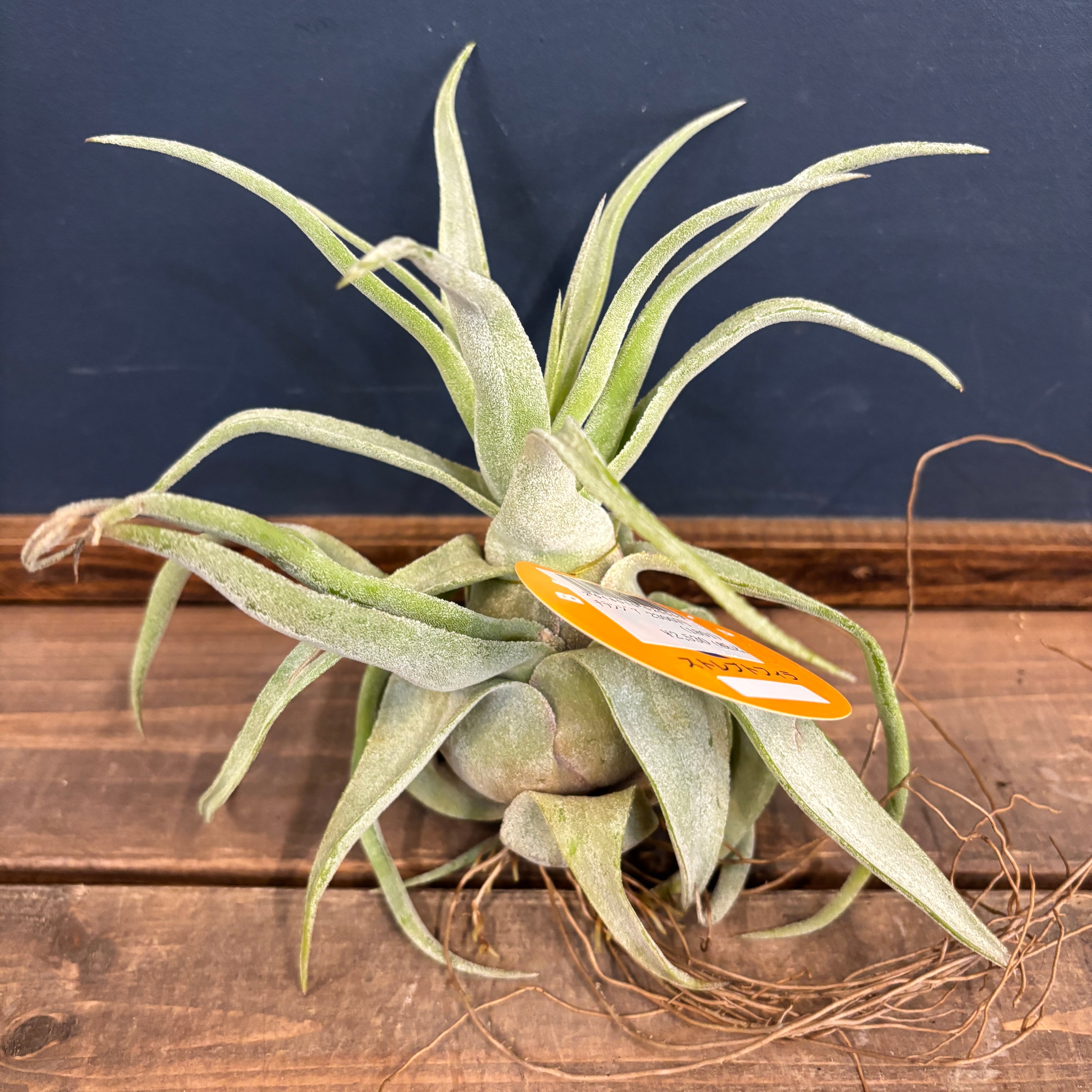 チランジア ストレプトフィラ【848】