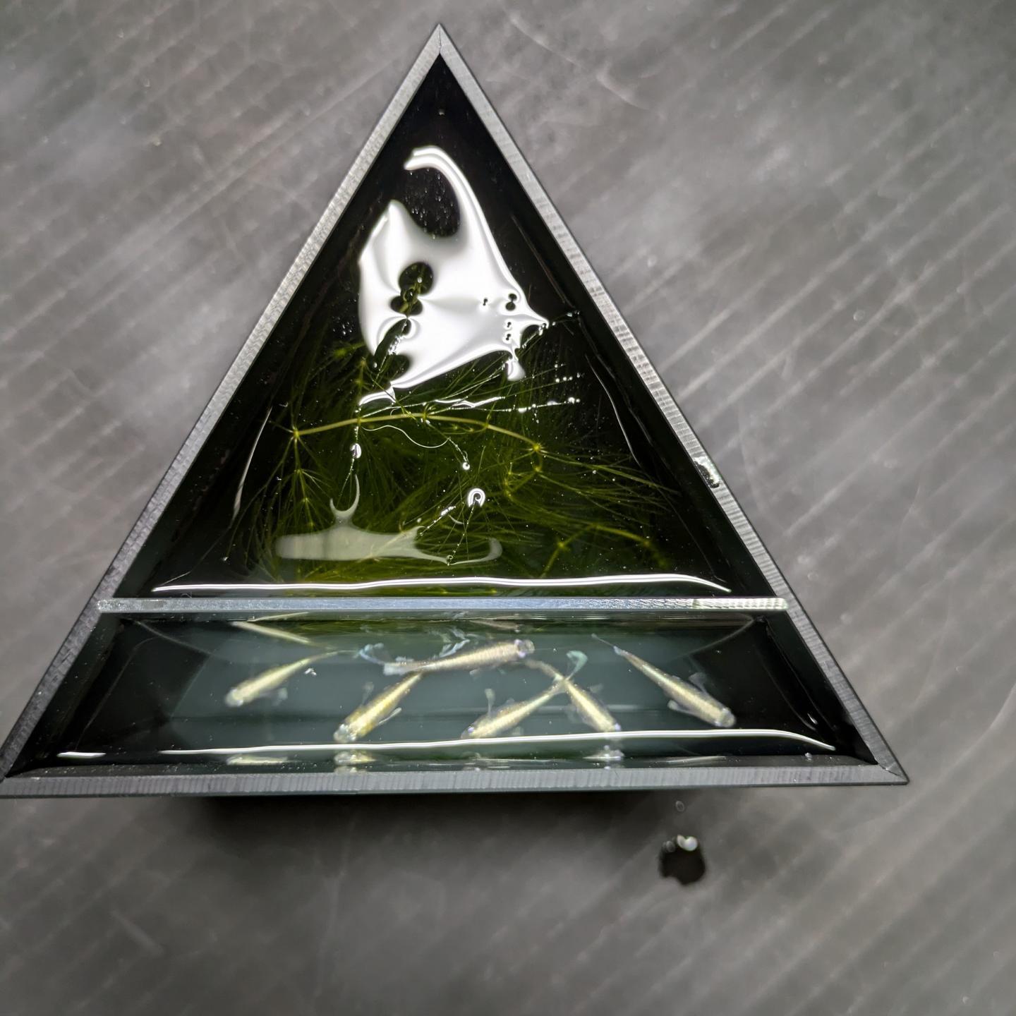 【新品】ノーベル物理学・化学賞 レプリカメダル　1:1復刻　専用ケーズ付き 反射しない撮影ケースDX | medakakougei めだか工芸