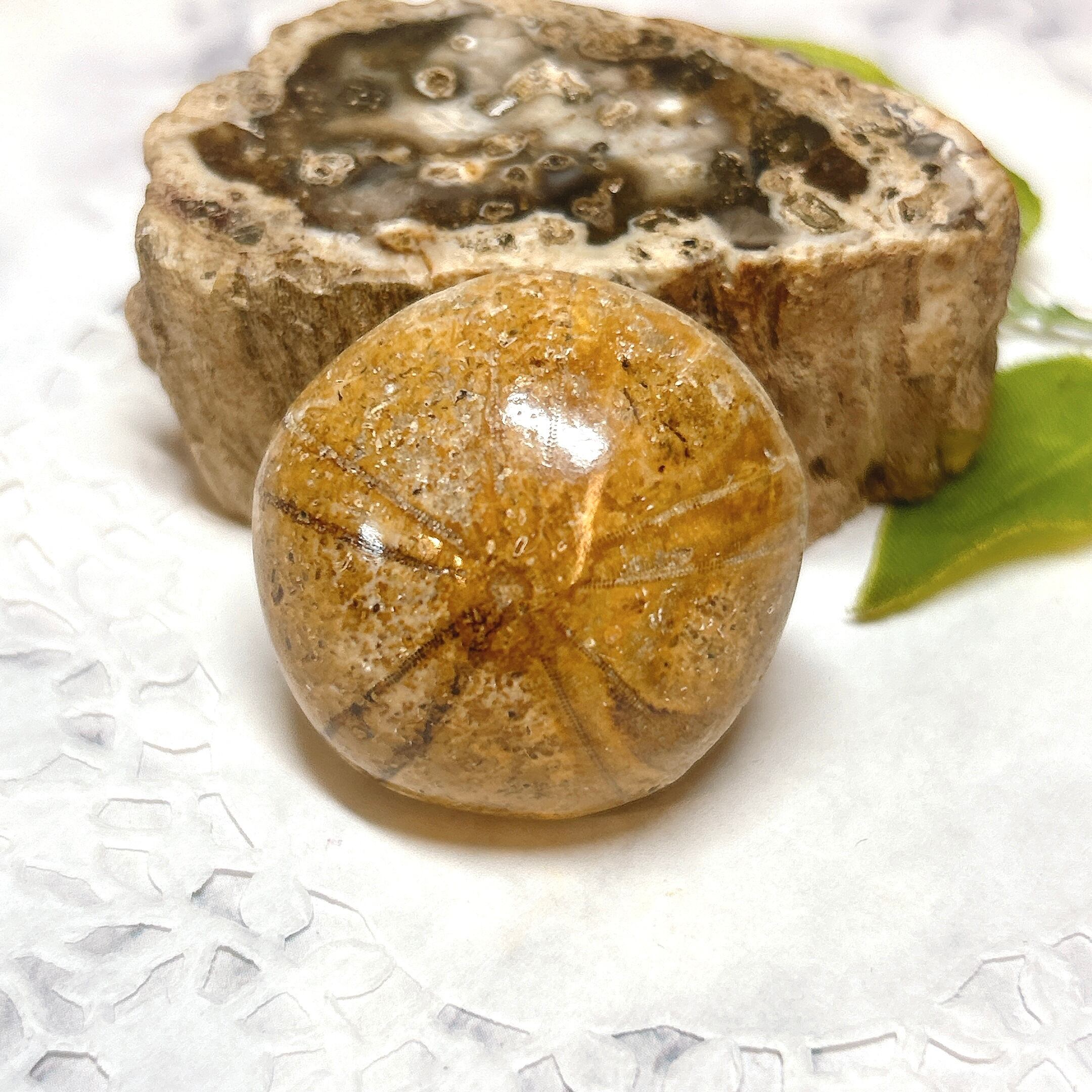 化石]ウニ | クリスタル・ワールド御徒町店