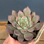 farmPALKさん苗 エケベリア シェリーラズル【526】