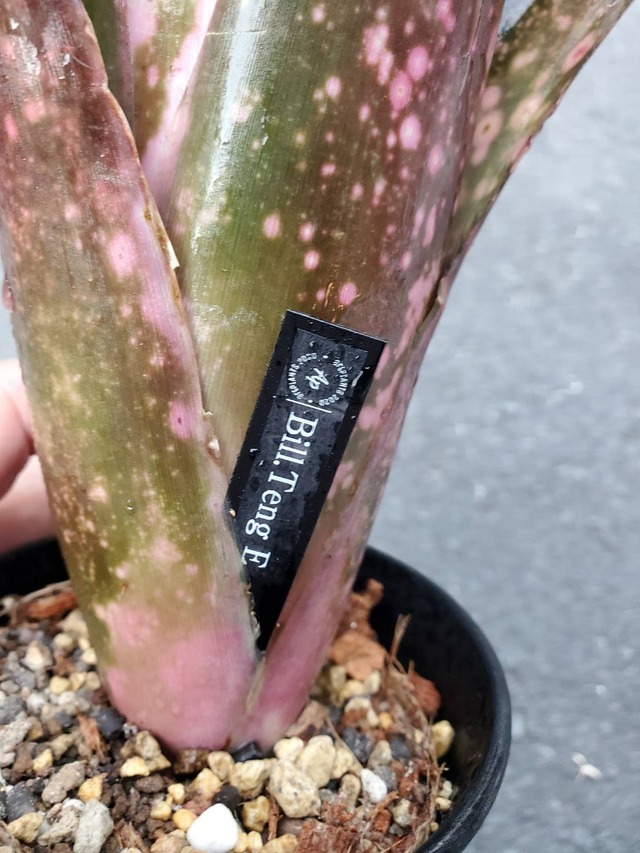 Billbergia Teng E 【artPLANTs】Billbergia/ビルベルギア