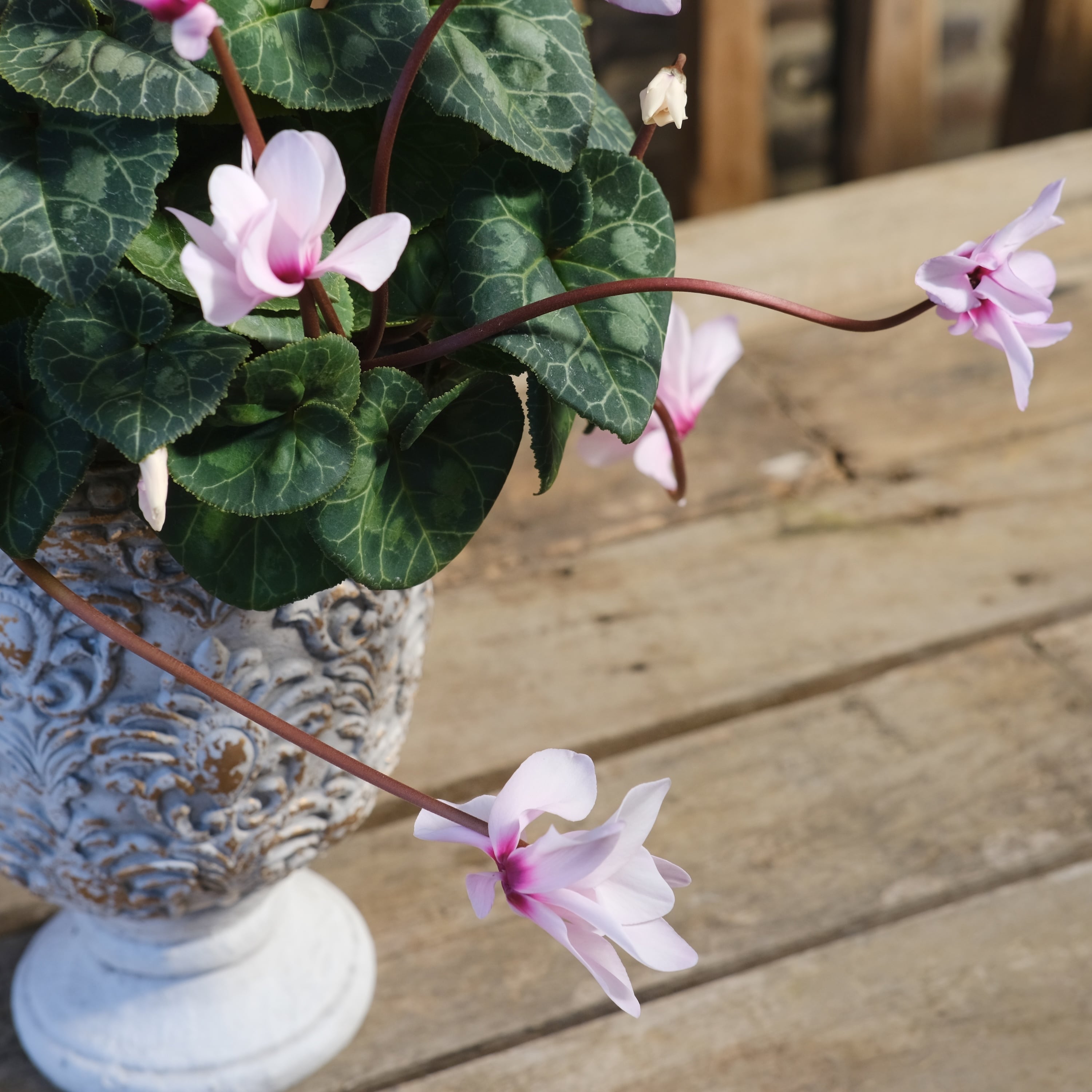 No, 10】ミニシクラメン チモシリーズ 八重《 枝垂れざき 》鉢なし