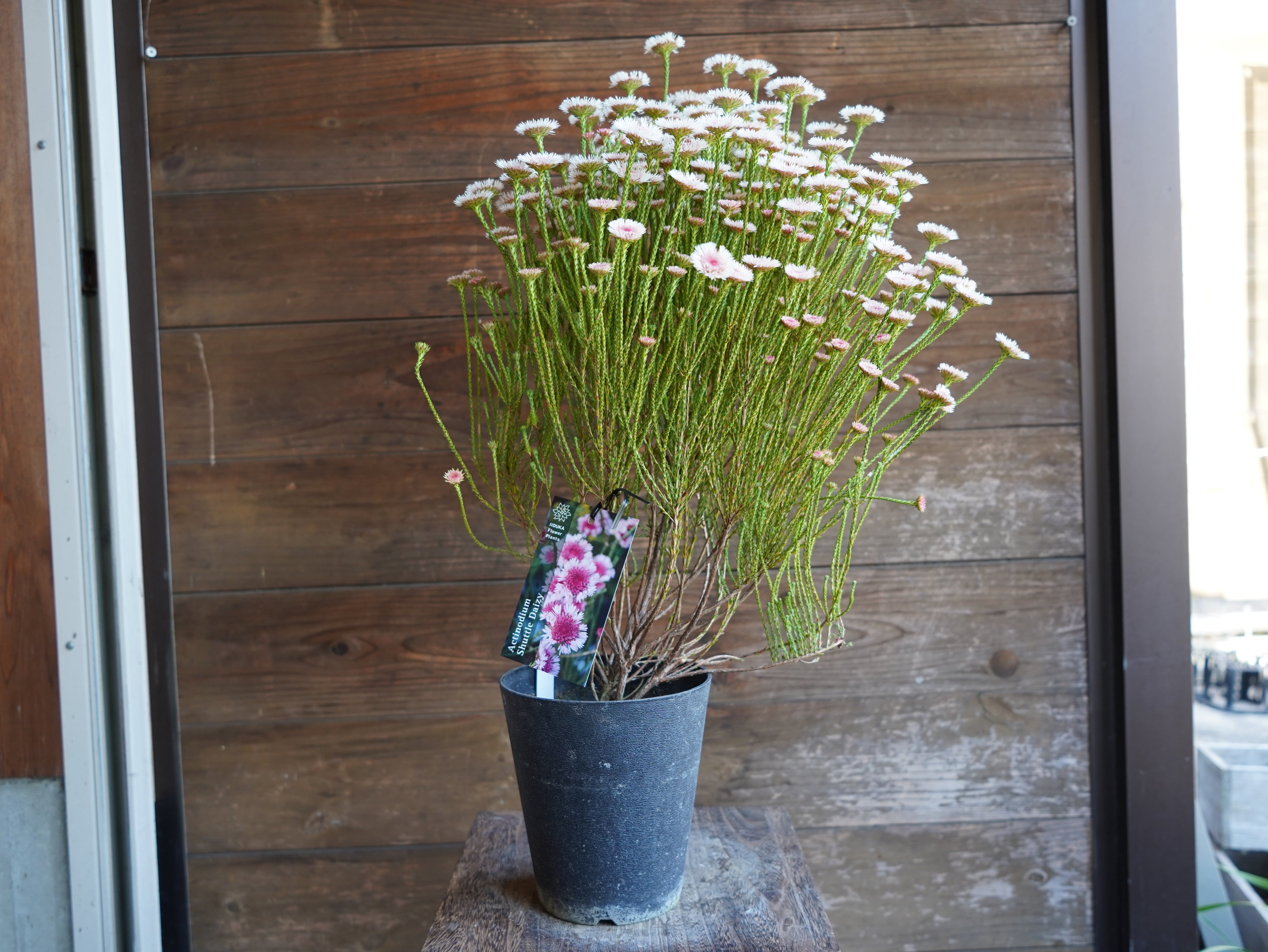 【現物】アクチノジウム　”シャトルデイジー”　A