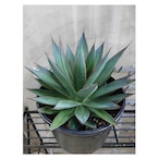 Agave Blue Glow