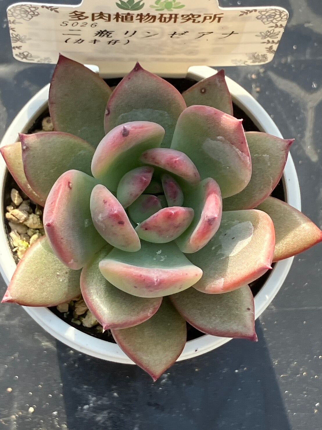 n*a様 ニヘイリンぜアナ(二瓶リンゼアナ) 札付き　鉢ごと発送 n*a様 ニヘイリンぜアナ(二瓶リンゼアナ) 札付き 鉢ごと発送