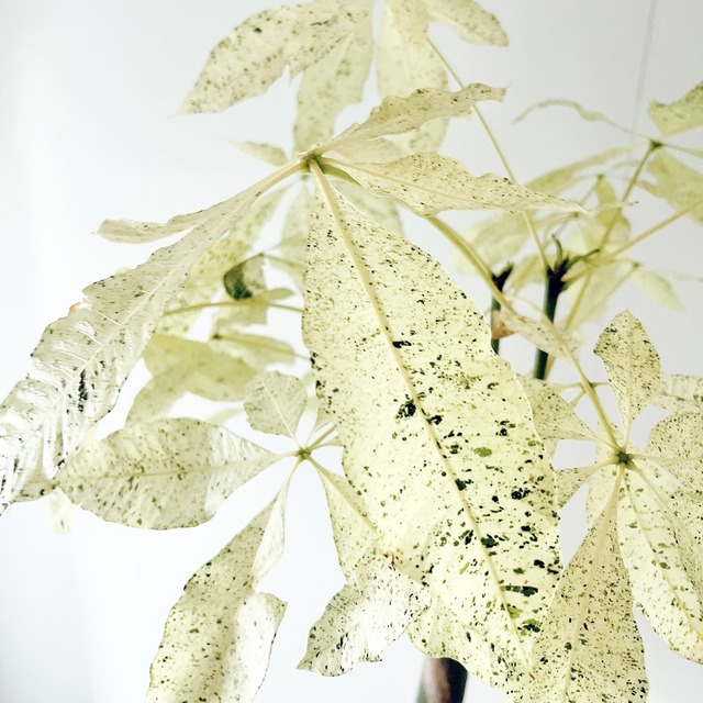 《希少》斑入り パキラ ミルキーウェイ 曲がり 接木 7号鉢 希少植物