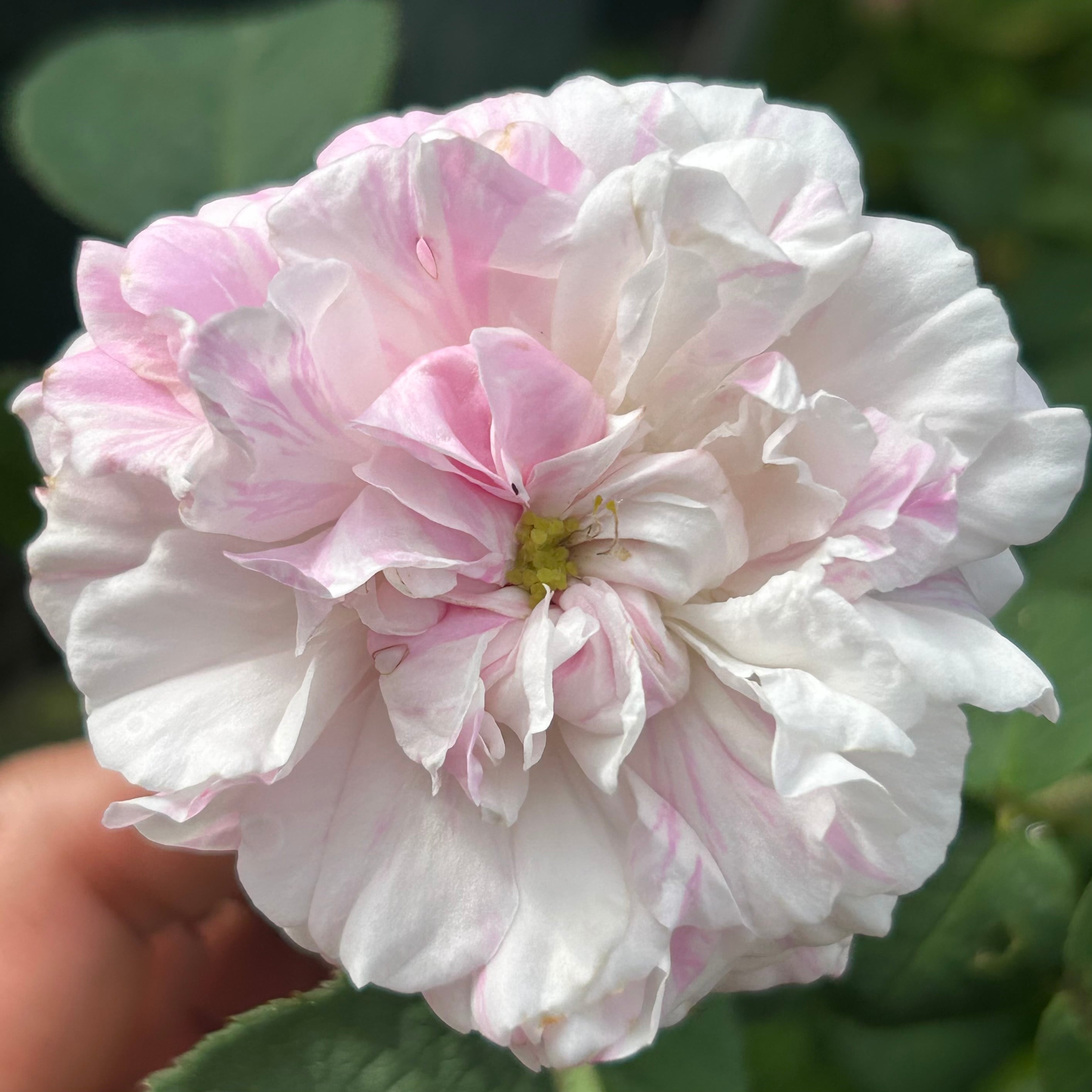 バラ・Roses | P's SHOP