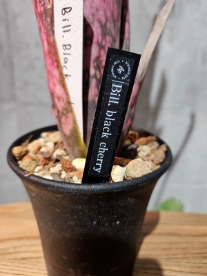 Bill.Black Cherry【artPLANTs/PLANTS GARAGE】ビルベルギア/Billbergia/タンクブロメリア