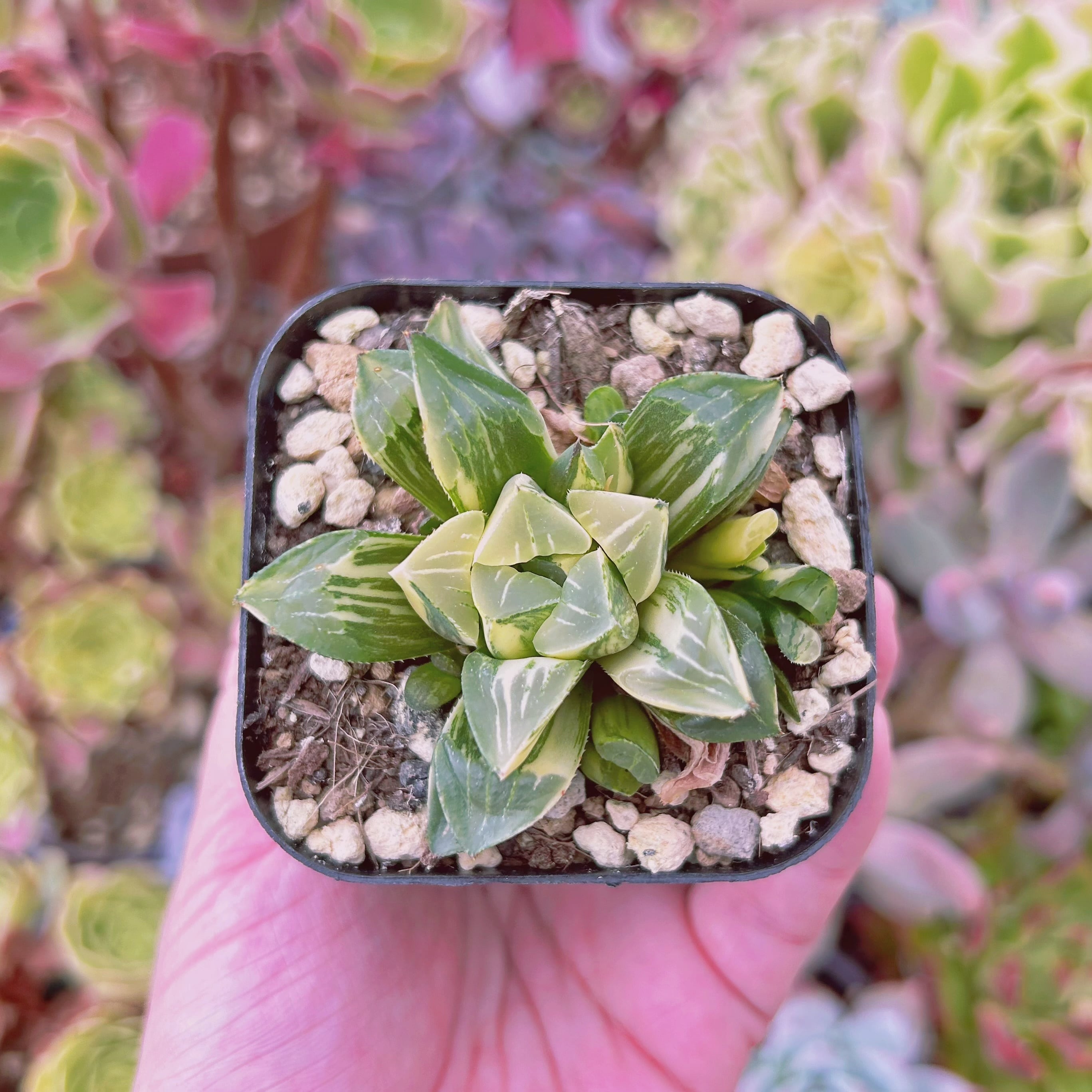 #043現物　多肉植物　姫寿錦　抜き苗