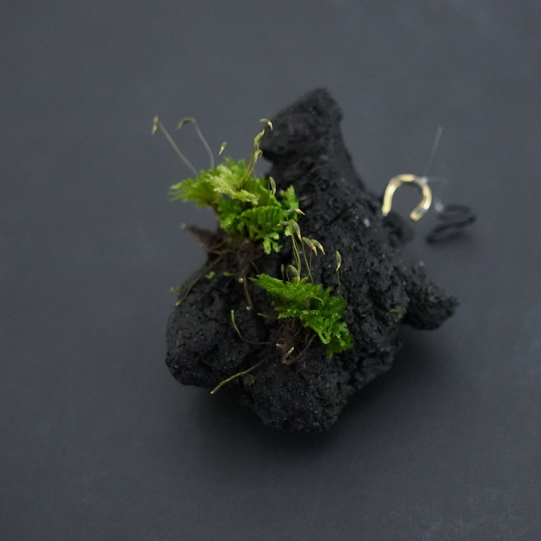 ◇現品◇吊り下げ着生苔石（クジャクゴケ）2024.10.19 #3【容器付き