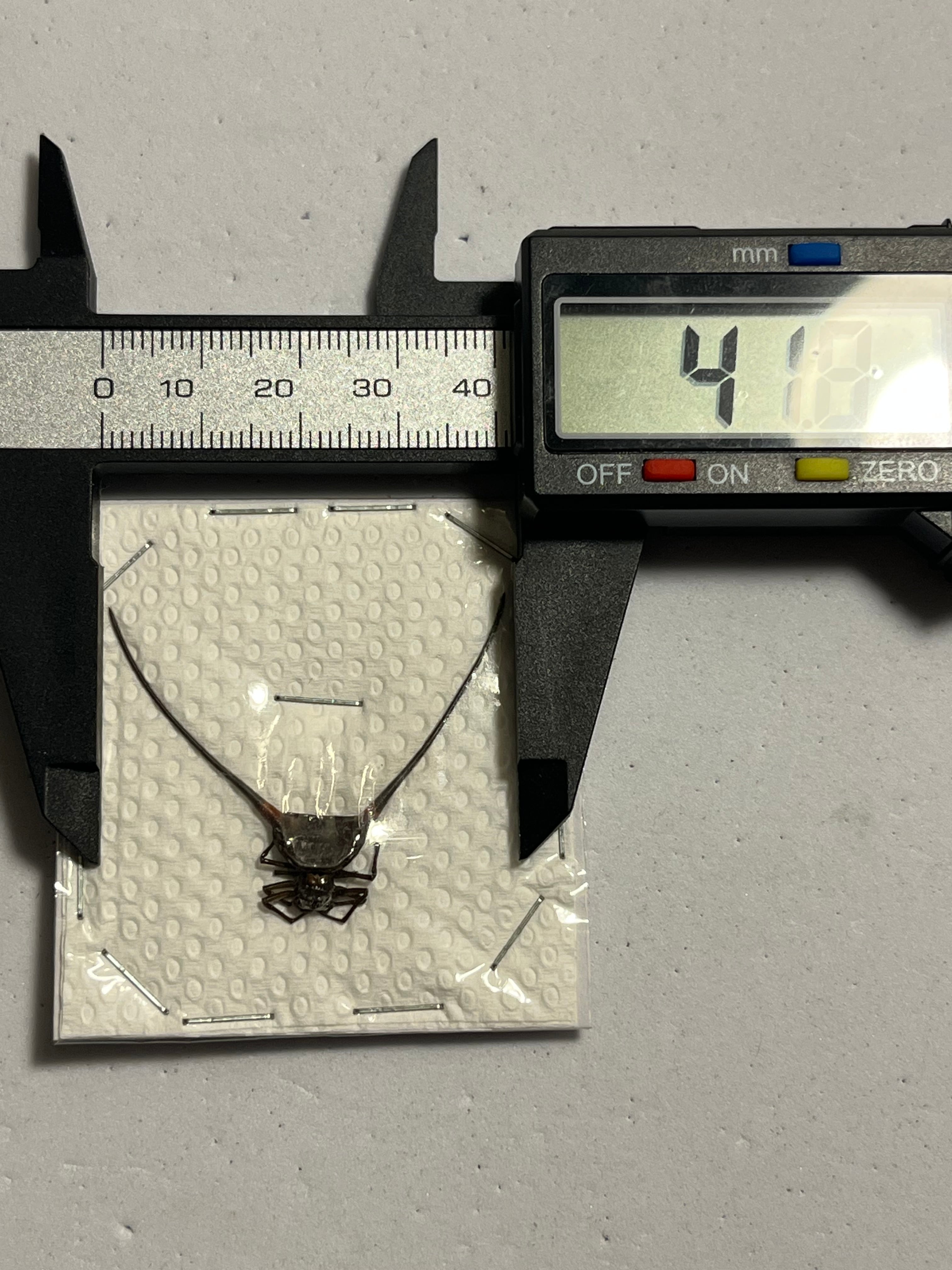 標本】オオナガトゲグモ ハンツマン トゥルースパイダーマンティス