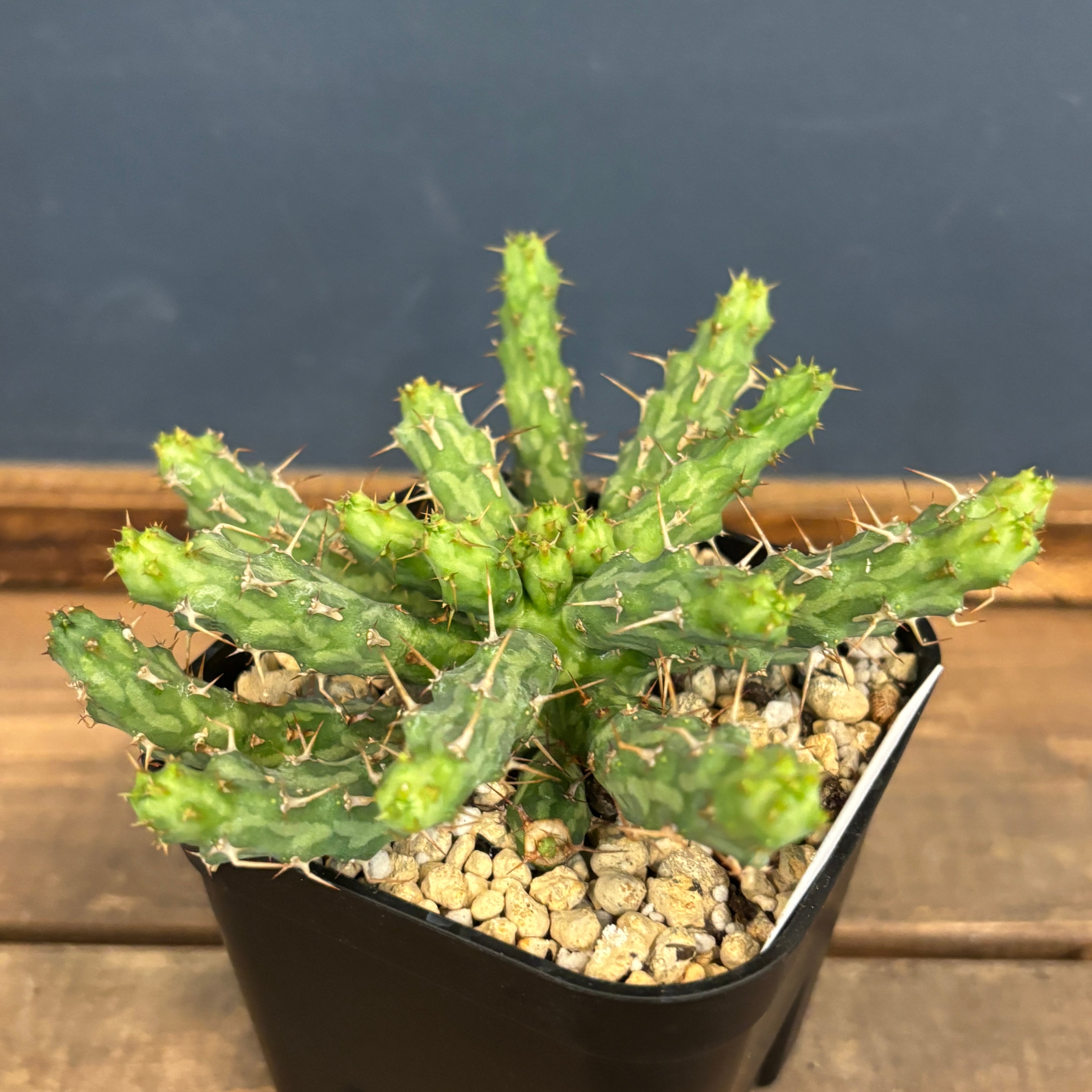 ユーフォルビア アクチノクラダ【206】 | PROTOLEAF プロトリーフ