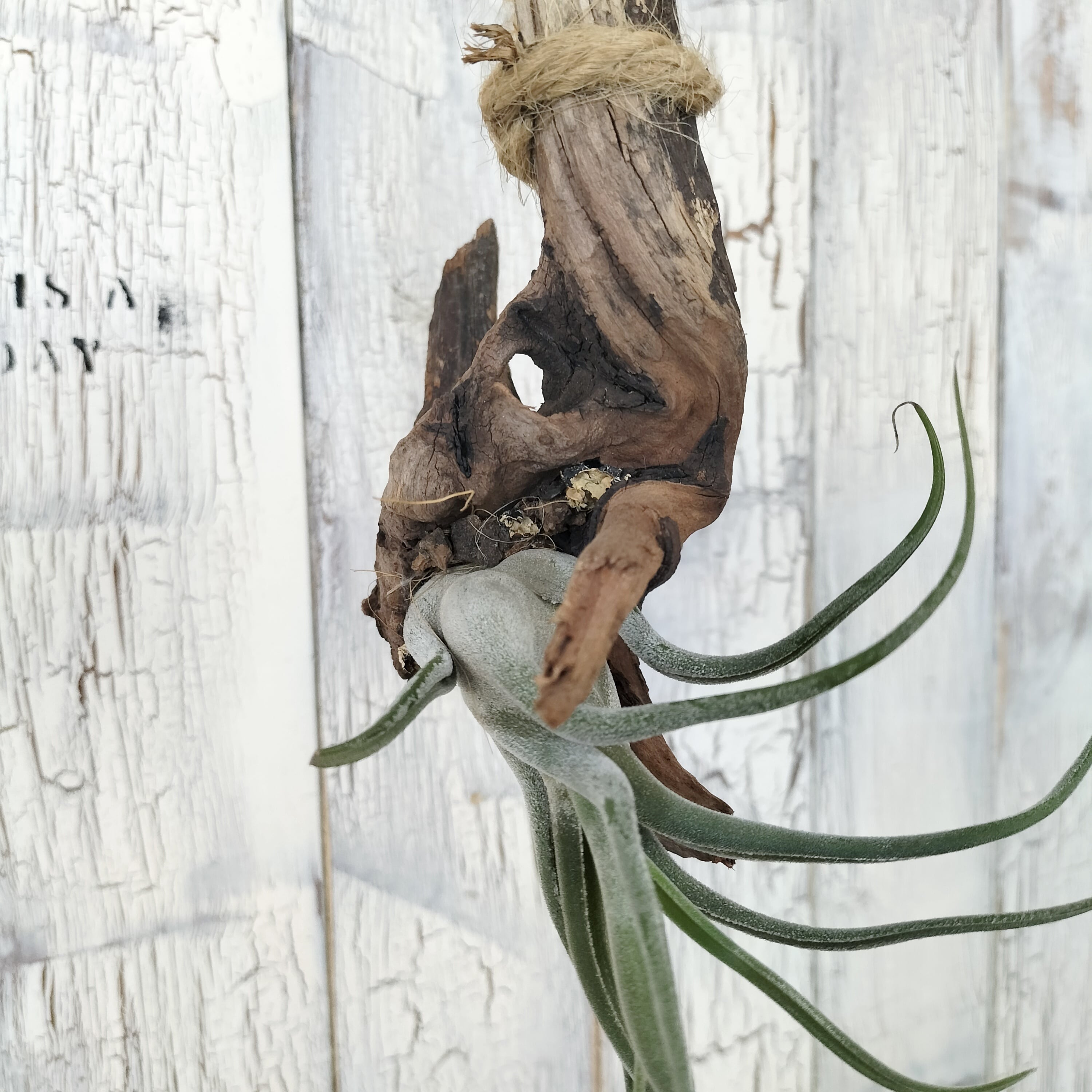 ⭐️エアプランツの王様⭐️ ☘️チランジア キセログラフィカ☘️