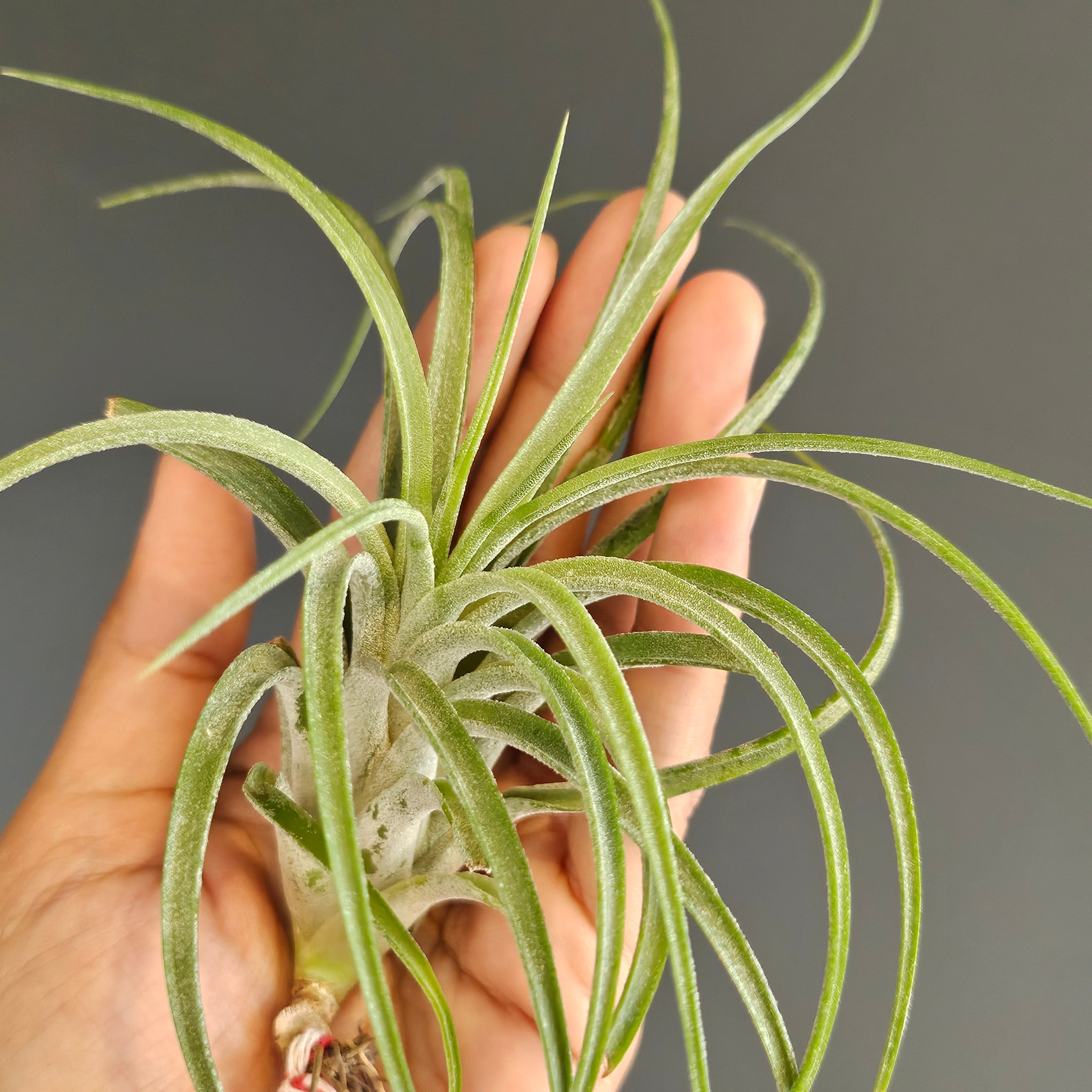 Tillandsia cotagaitensis チランジア コタガイテンシス