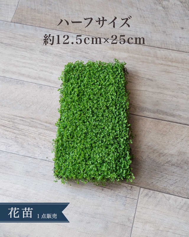 ！超大輪！　アリウム　シュベルティー　4.5号　