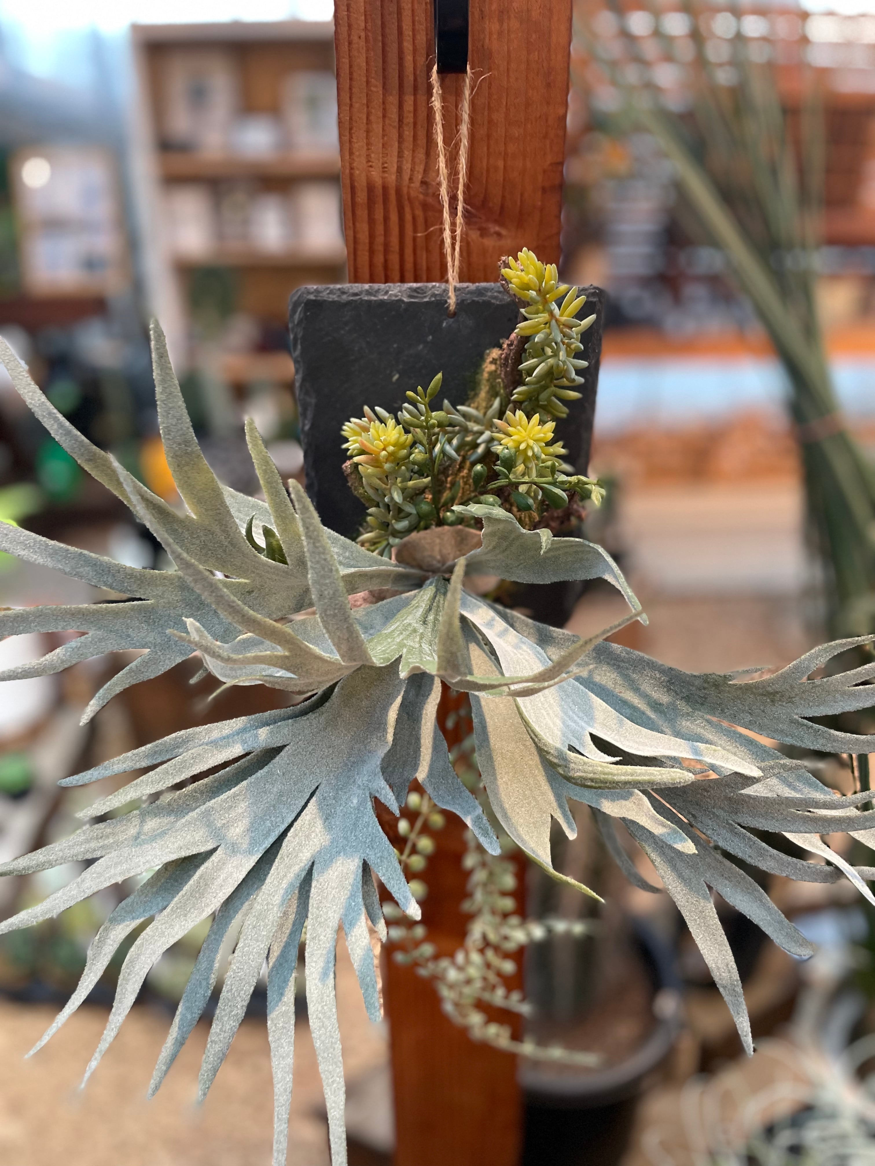 ビカクシダ 壁掛け観葉植物 約40cm x 25cm 【公式通販】