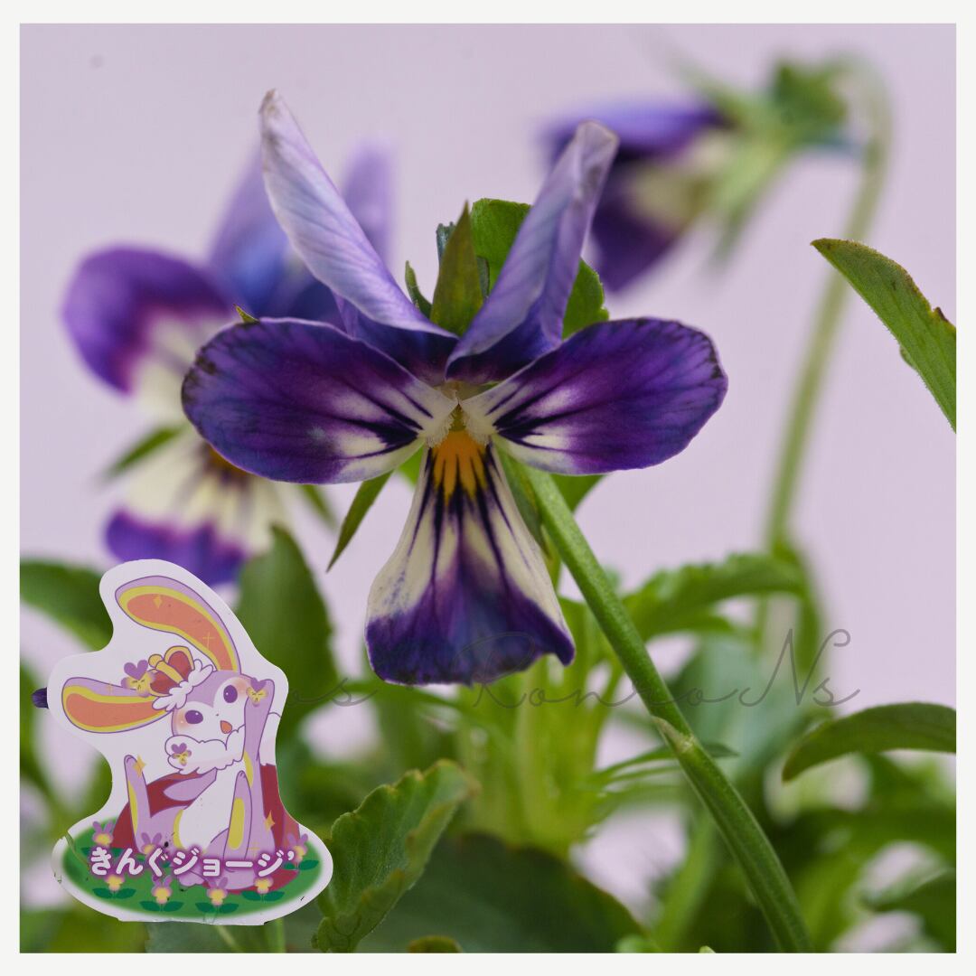 見元園芸オリジナルビオラ:きんぐジョージ(3.5号)見元園芸 ビオラ バニータイプ ラビットシリーズ 薄紫 黄色