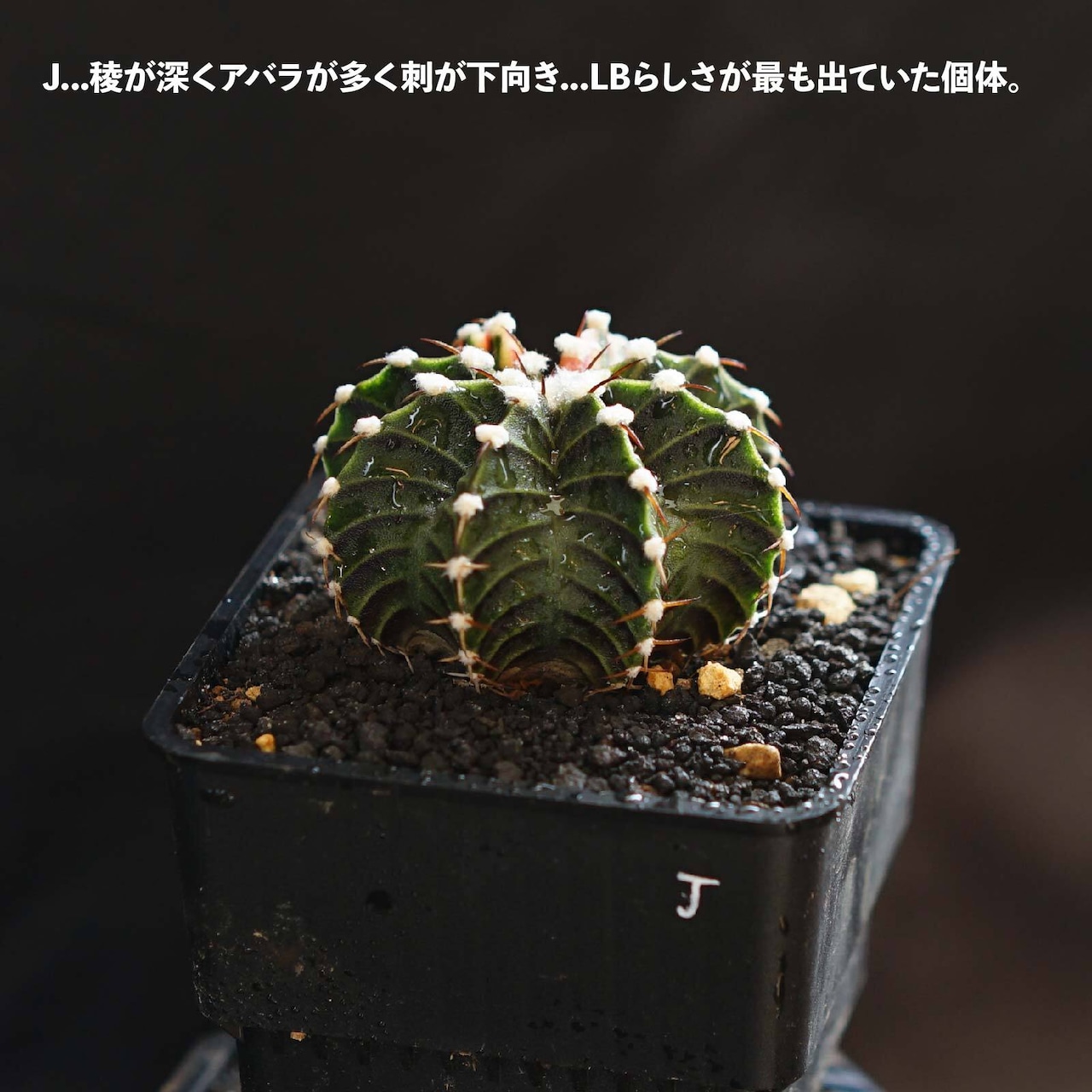 選べるカット苗 LB2178交配錦 Gymnocalycium 'LB2178 Hybrid Variegated'