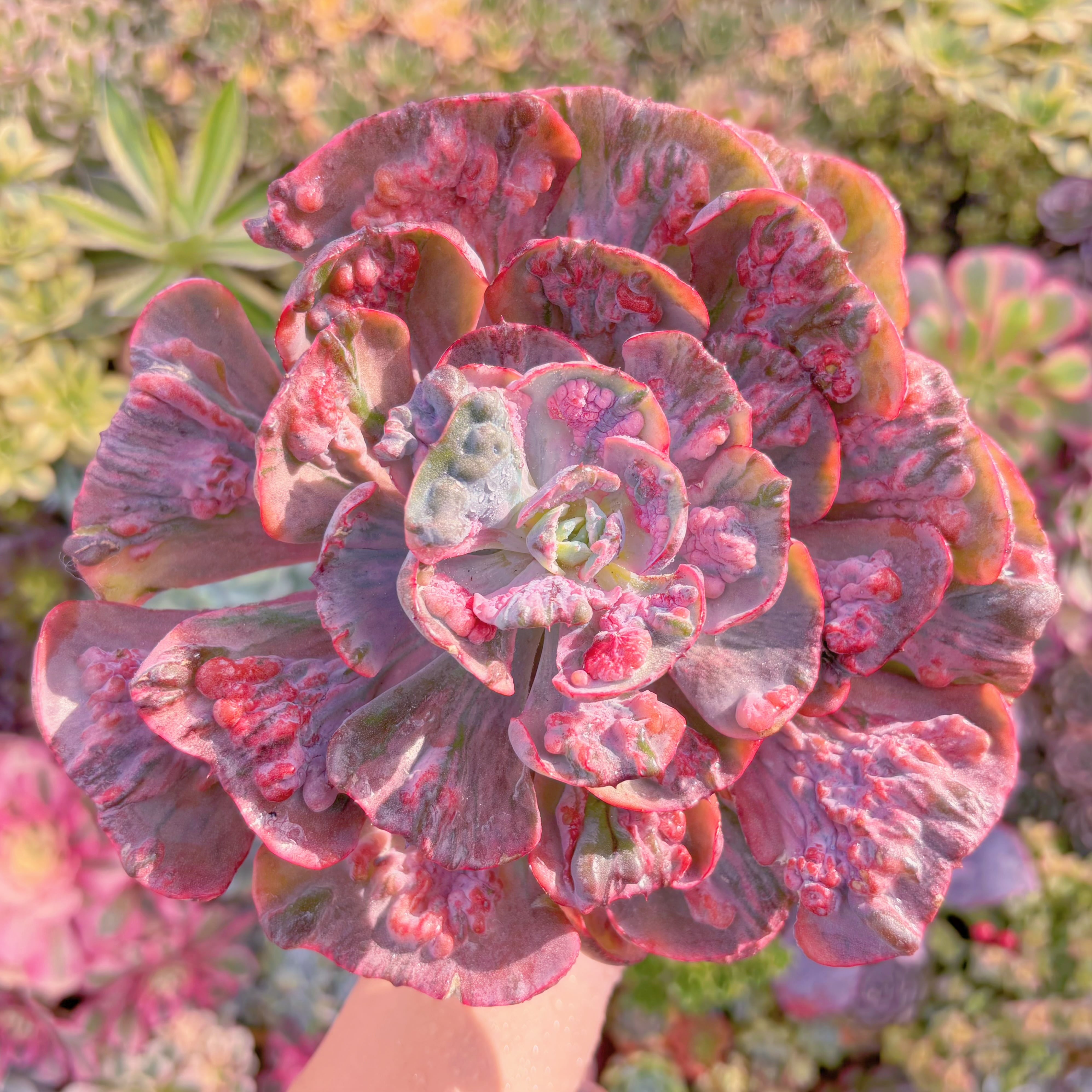 現品　ビヨンセ錦#F214　大苗　直径約17cm 　新入荷　るる農園