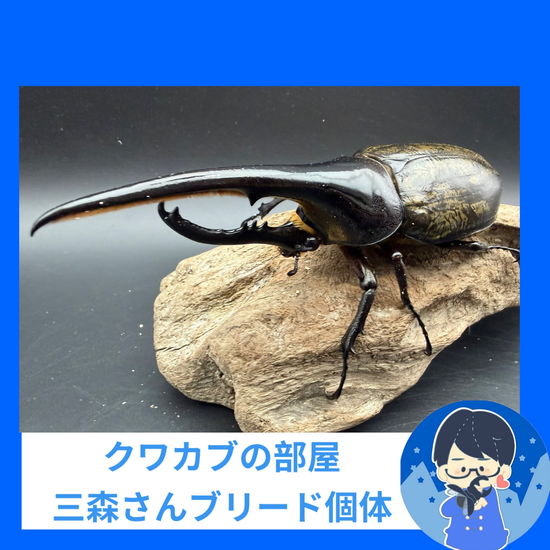 標本】天翅済み《オオキバヘビトンボ 中国産 開翅15cm前後》① | KPW