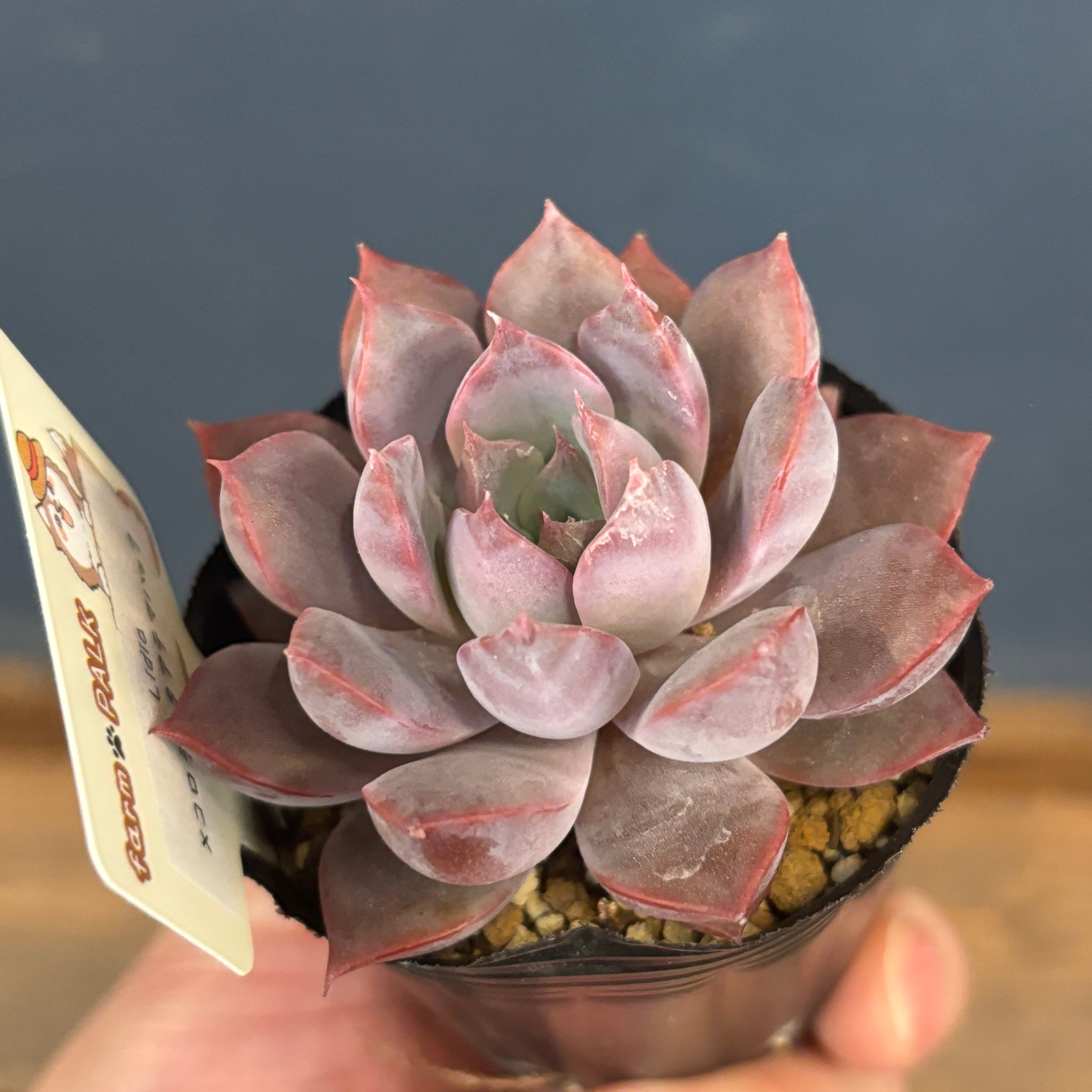 farmPALKさん苗 エケベリア Lidia × コロラータアテマハック【808