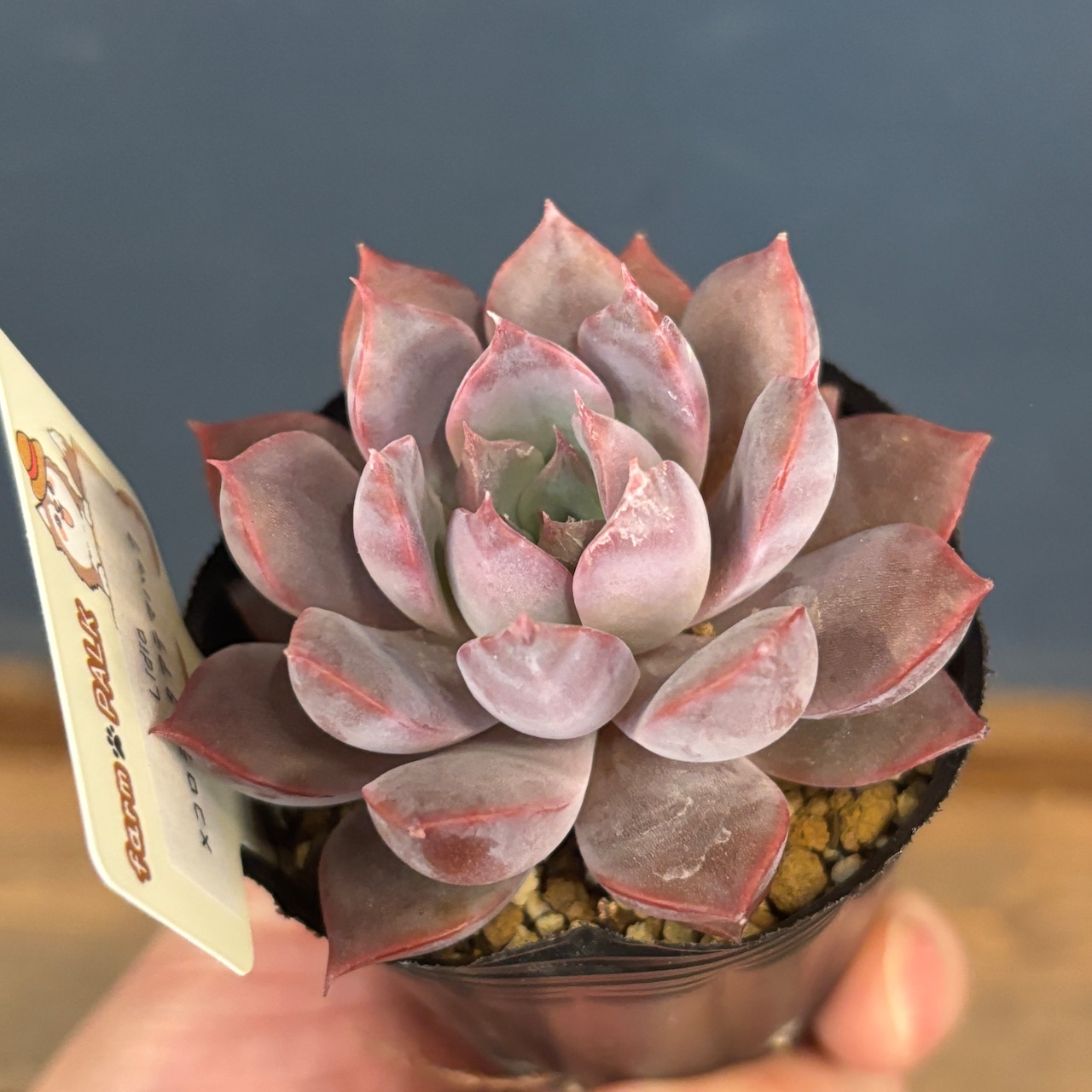 farmPALKさん苗 エケベリア Lidia × コロラータアテマハック【808】