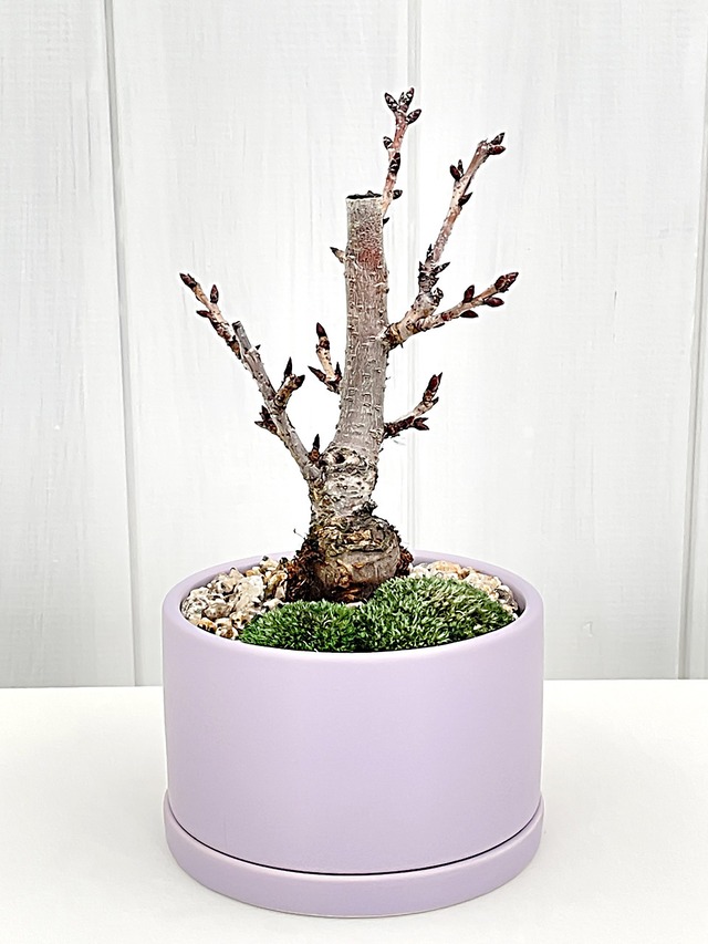 旭山桜　円筒鉢植え 紫