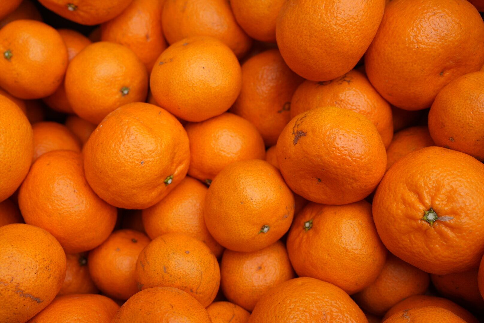 レアみかん たまみちゃん（家庭用） 1kg〜10kg | わらしべ。