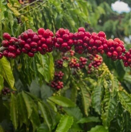 Kenya AA（ケニア AA）100g 【受注焙煎・自家焙煎コーヒー豆】【香り