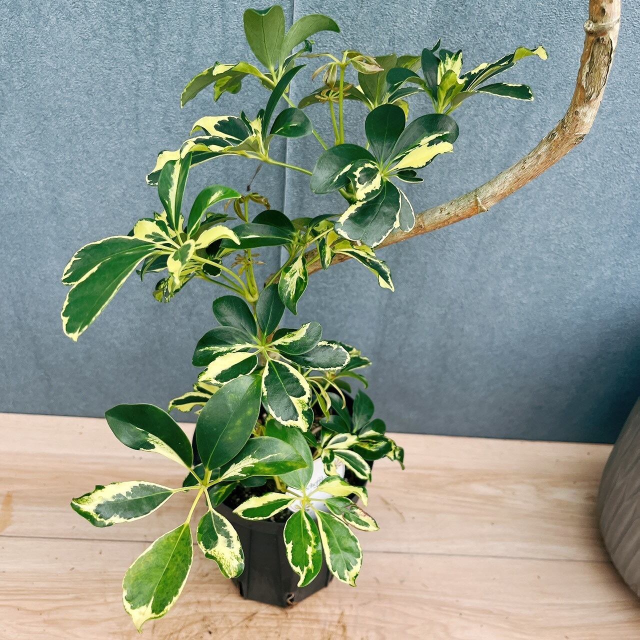現品］☆初出品☆ 12番 シェフレラ ウォルシー 曲がり 5号 観葉植物