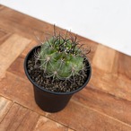 Eriosyce clavata 【エリオシケ・暗黒玉】