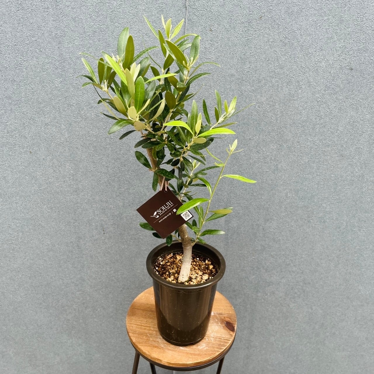 現品］16番 創樹 オリーブ ネバディロブランコ 4号 観葉植物 屋外
