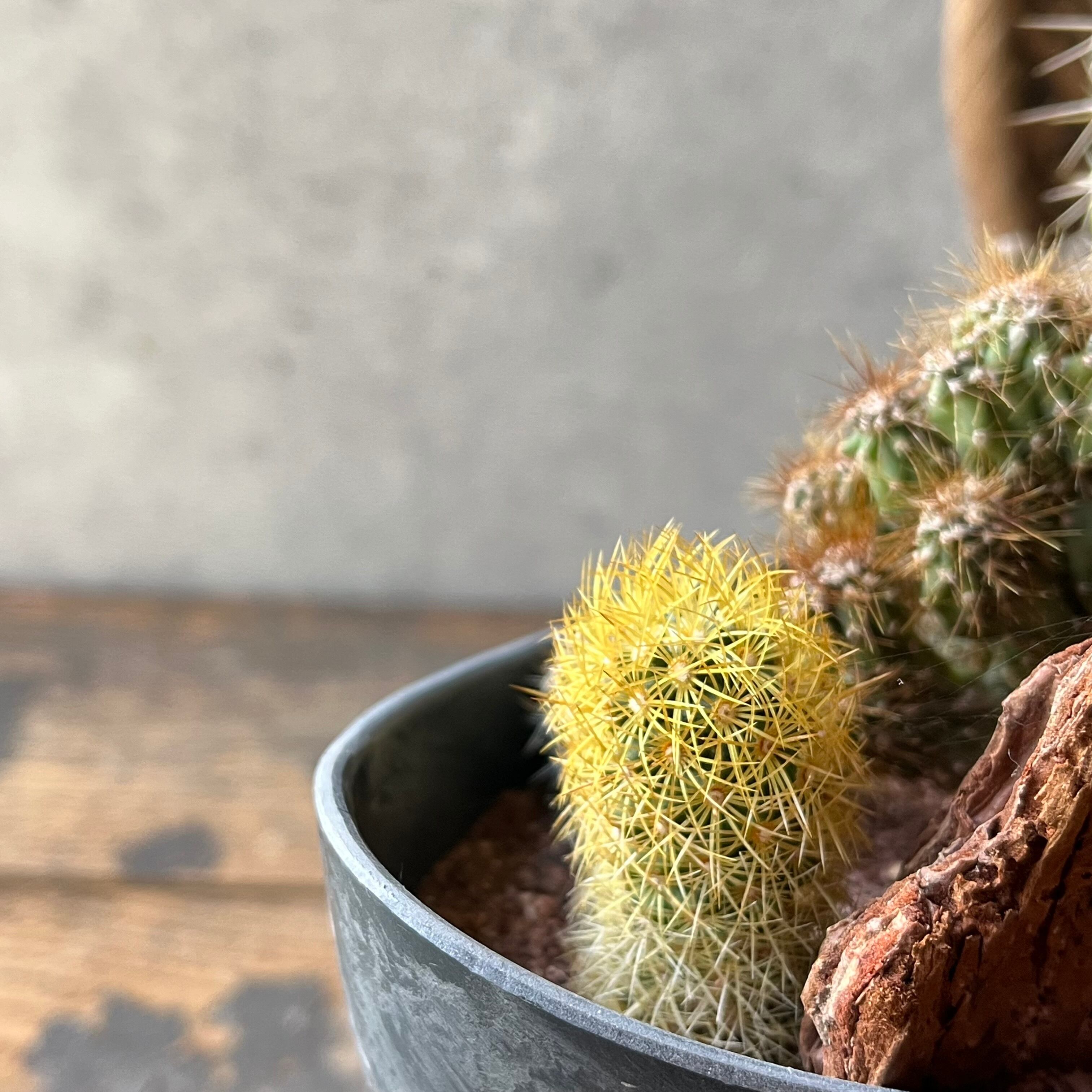 Rhinoceros Kids サイ | SABOTEN MISSILE