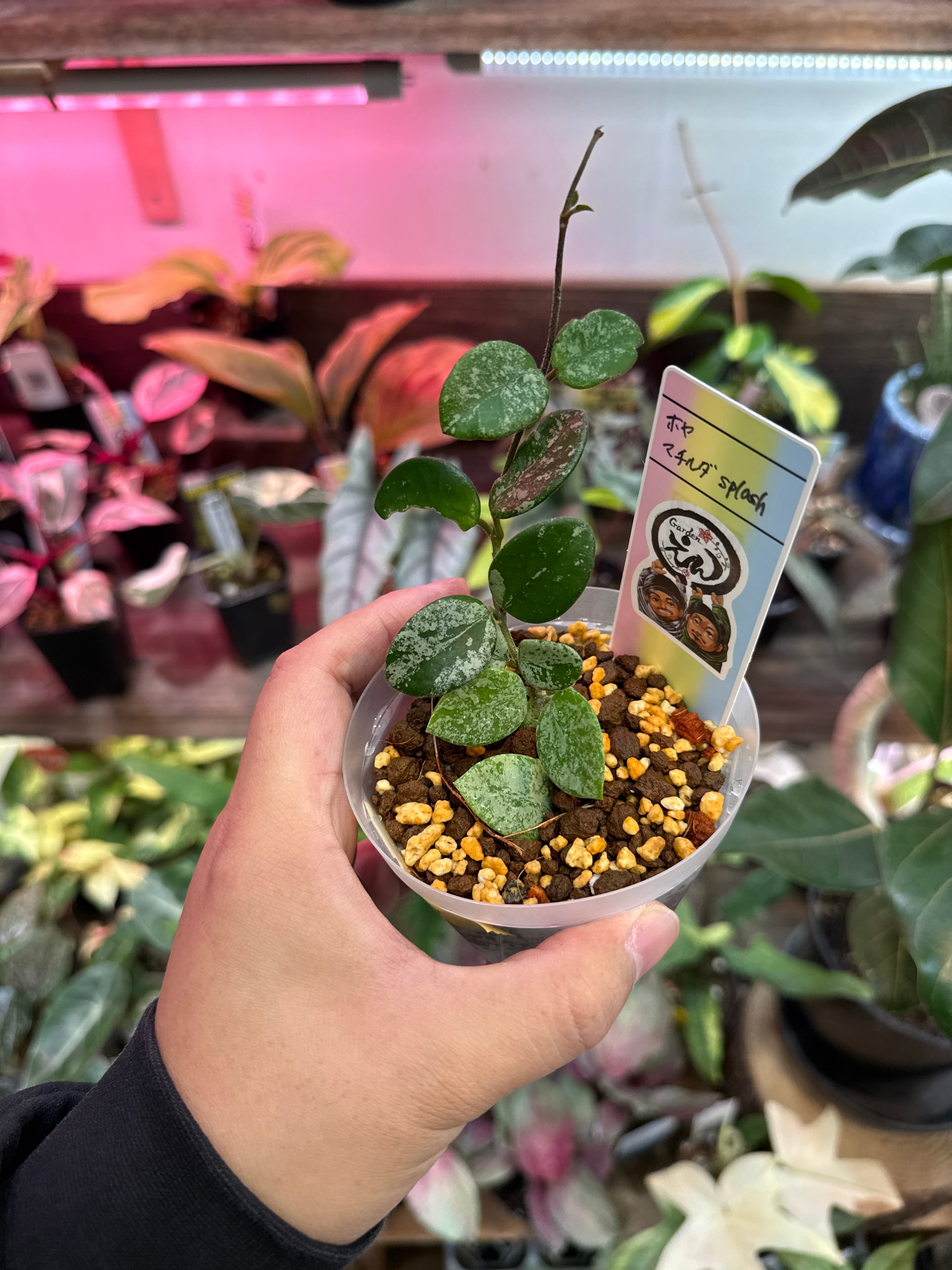 Gardenえん 【観葉熱帯植物】