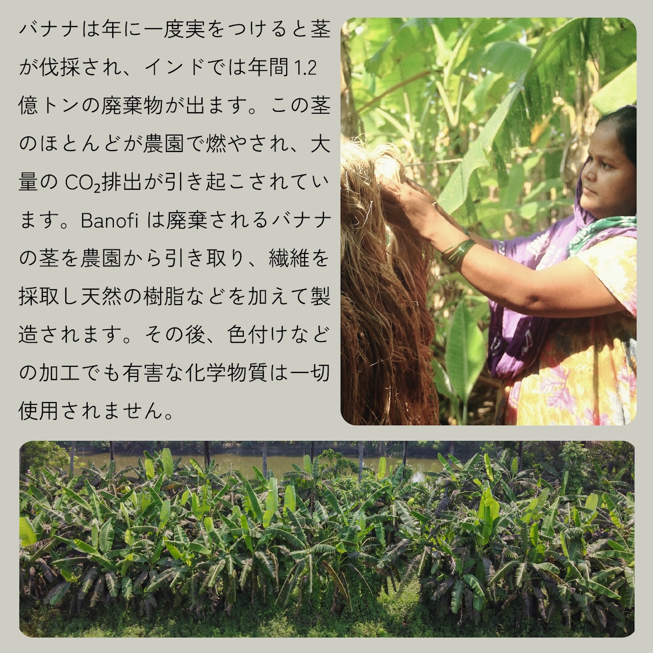 【アウトレットセール】Legato コンパクト財布 バナナ タン