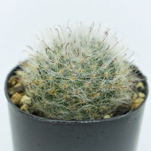 ころもけ®サボテン 高砂丸