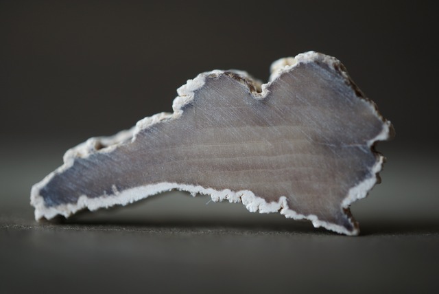 ハンガリー産珪化木 Petrified Wood 1478