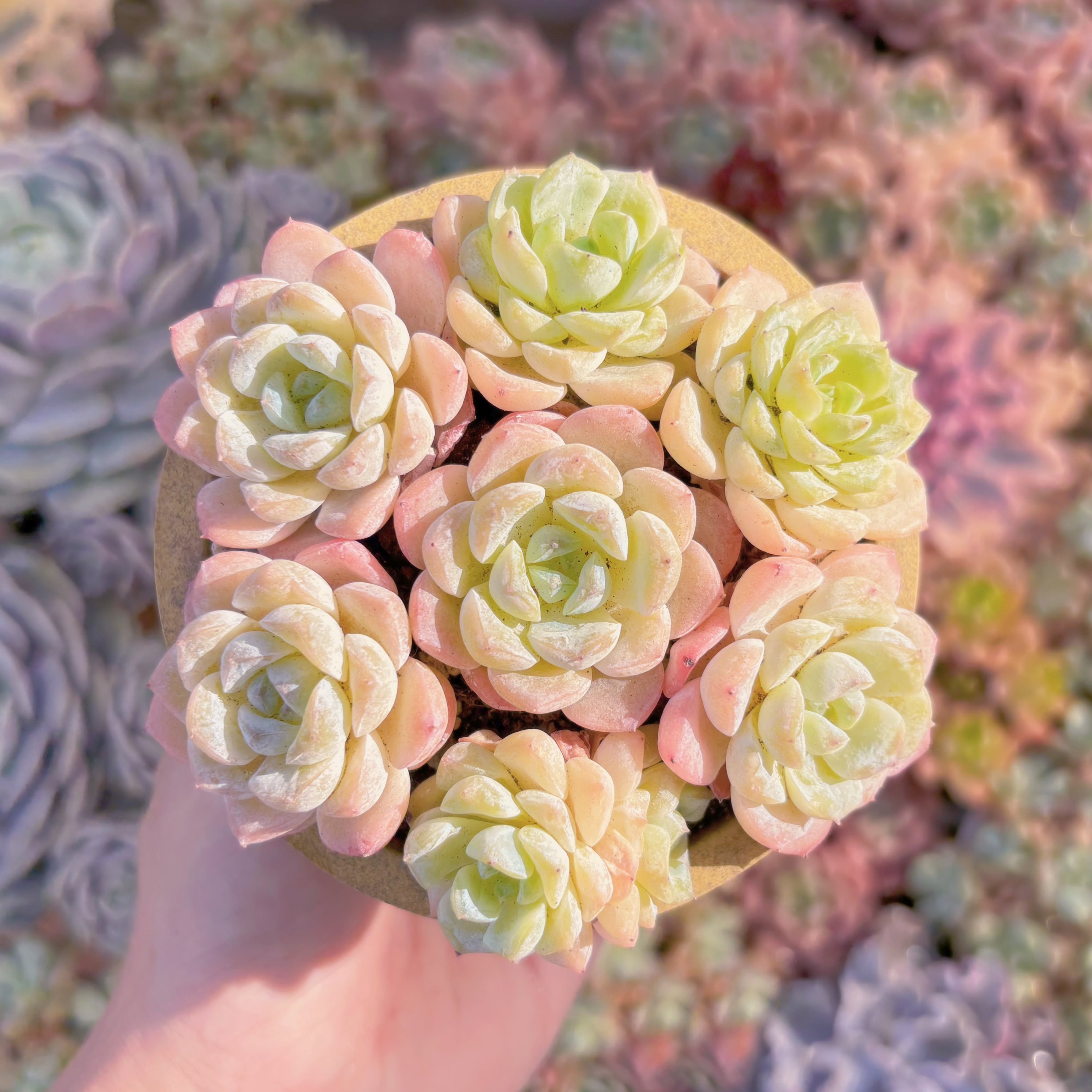 多肉植物　浣紗(7苗)　新入荷　るる農園