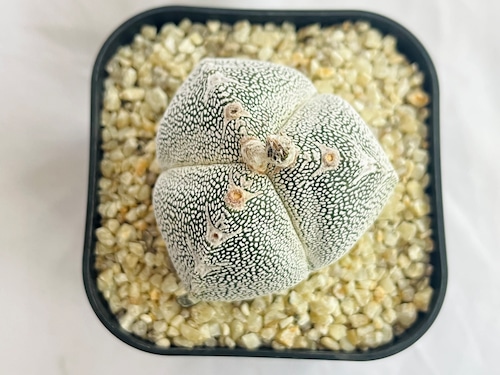 Astrophytum myriostigma　アストロフィツム　ランポー玉　恩塚鸞鳳玉　サボテン