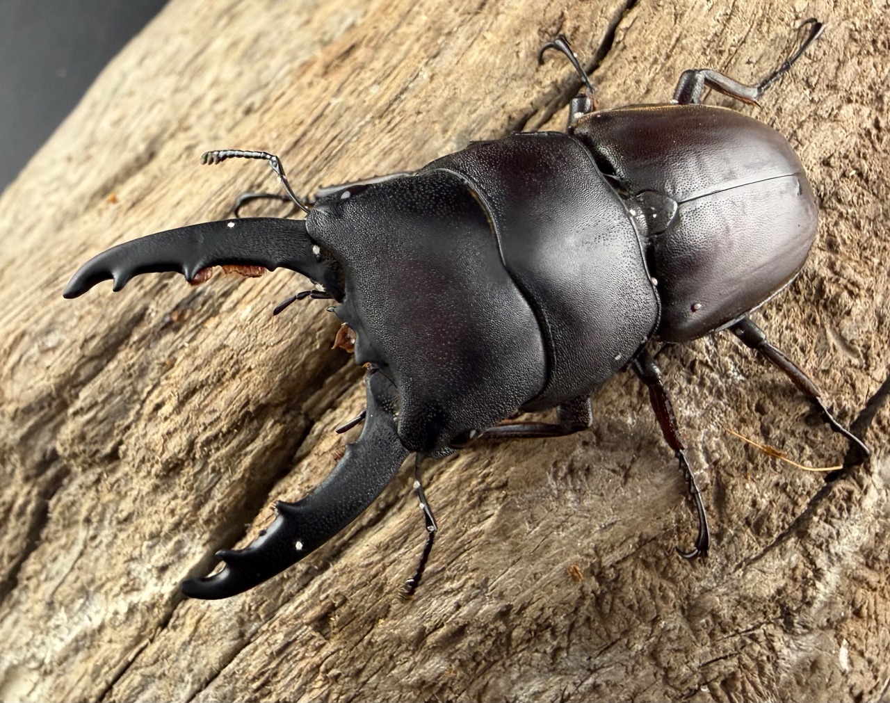 【WD】《タウルスヒラタ原名亜種 パダン産 52mm ペア》