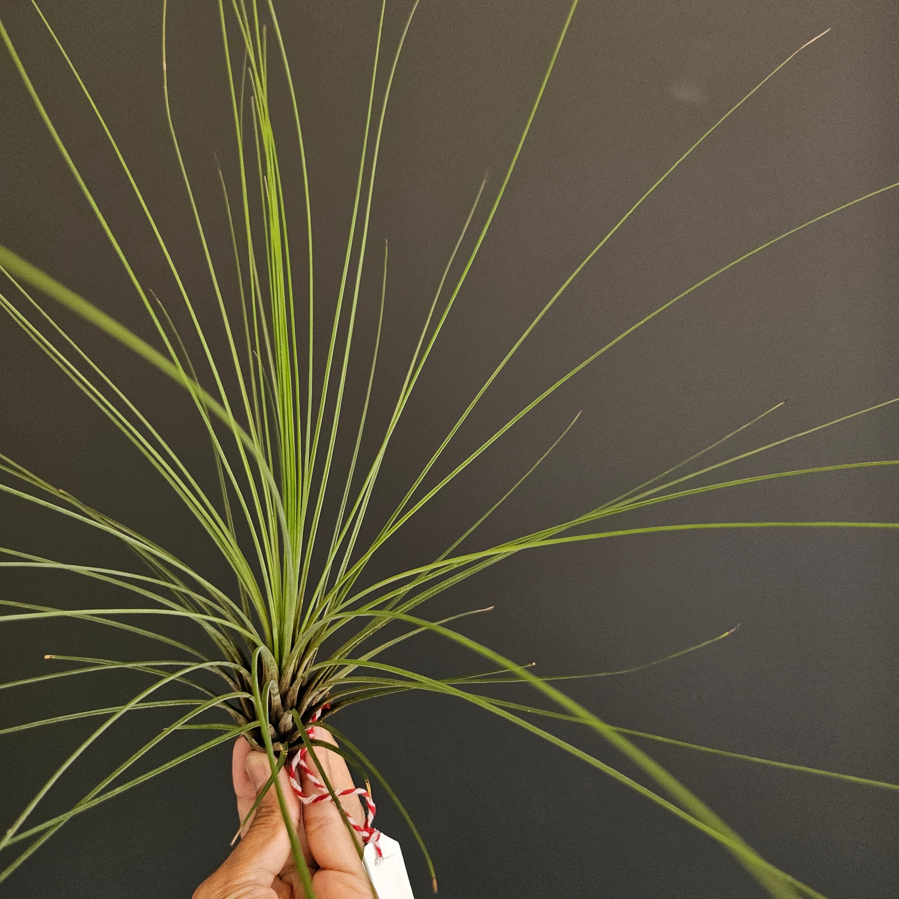 チランジア ジュンシフォリア(Tillandsia Juncifolia) | Pay ID チランジア ジュンシフォリア(Tillandsia Juncifolia) | Pay ID