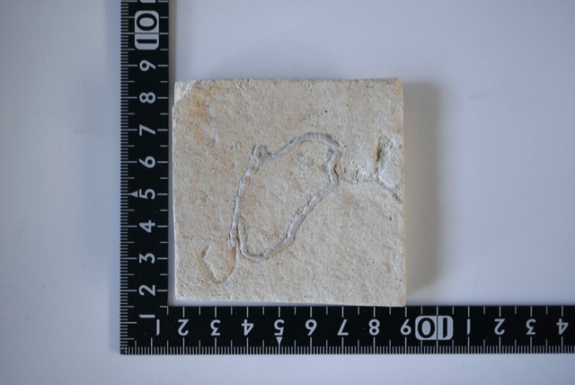 フィッシュ・コプロライト　Coprolite 1009