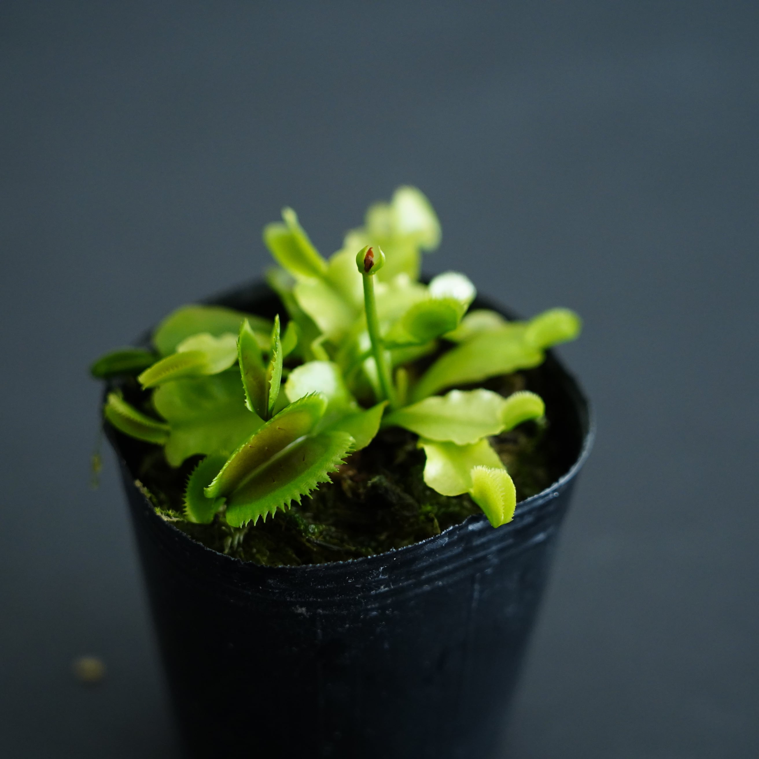 ハエトリソウ 'Red Piranha'【食虫植物】 苔テラリウム作製用素材 | 苔